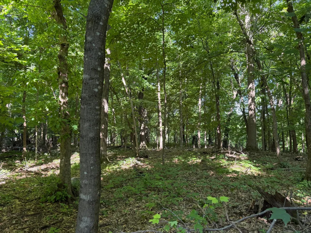 TBD 215th Avenue Long Prairie, MN 56347