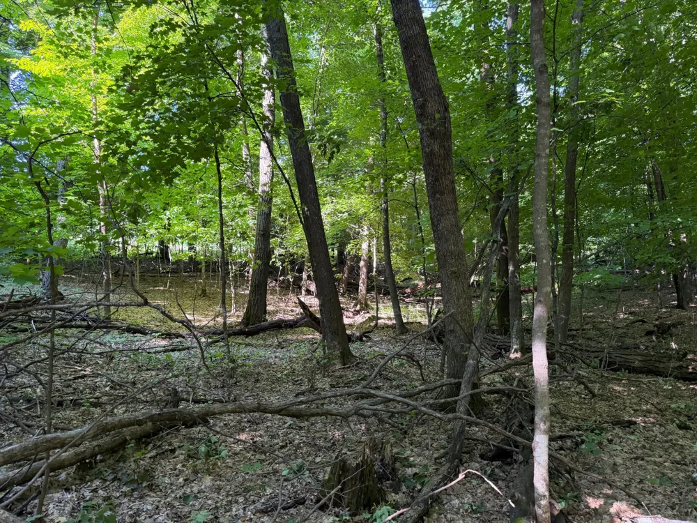 TBD 215th Avenue Long Prairie, MN 56347