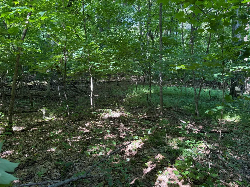 TBD 215th Avenue Long Prairie, MN 56347
