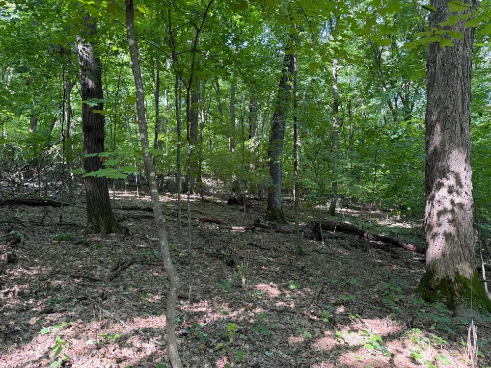 TBD 215th Avenue Long Prairie, MN 56347