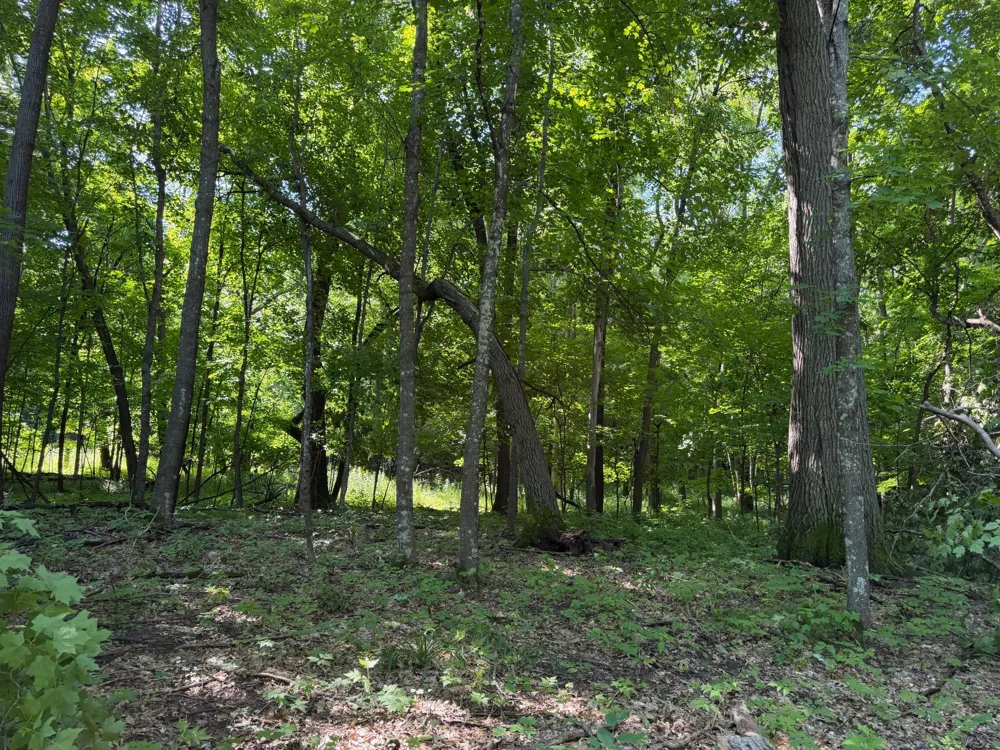 TBD 215th Avenue Long Prairie, MN 56347