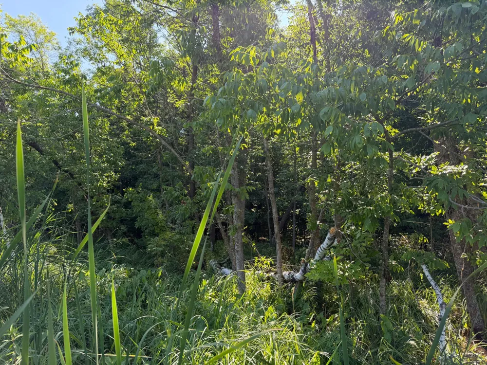 TBD 215th Avenue Long Prairie, MN 56347