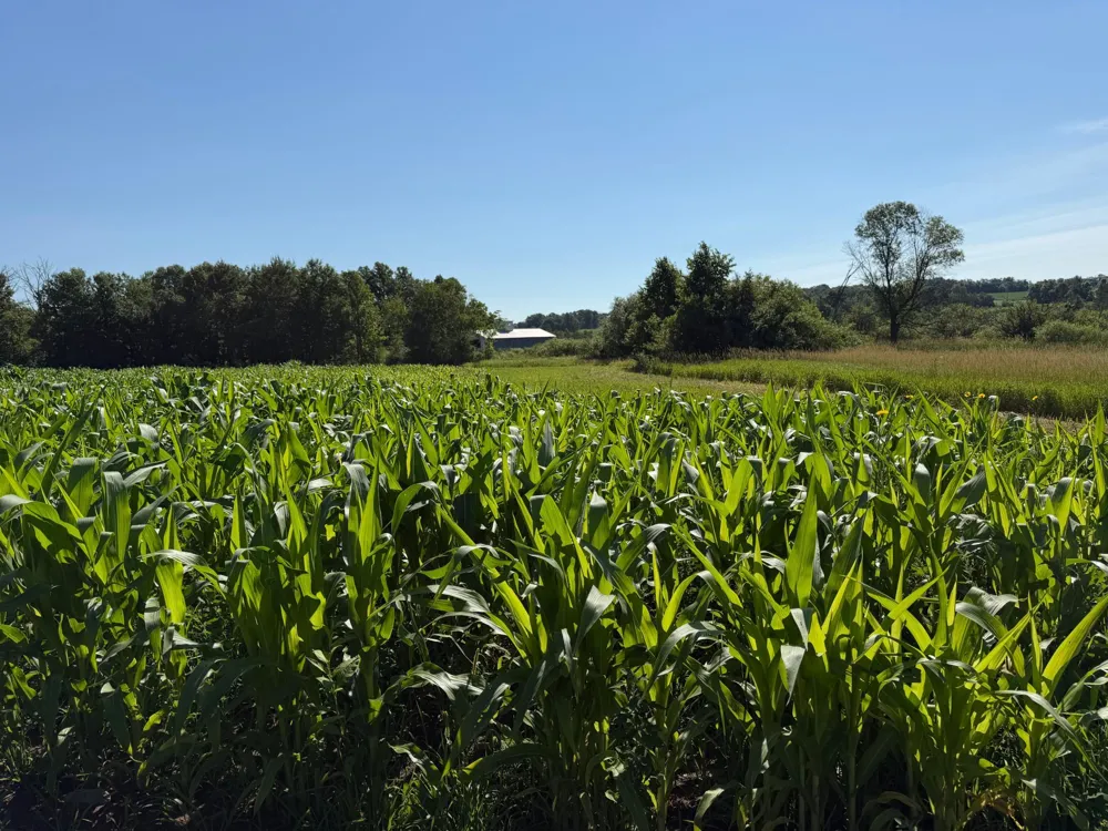 TBD 215th Avenue Long Prairie, MN 56347