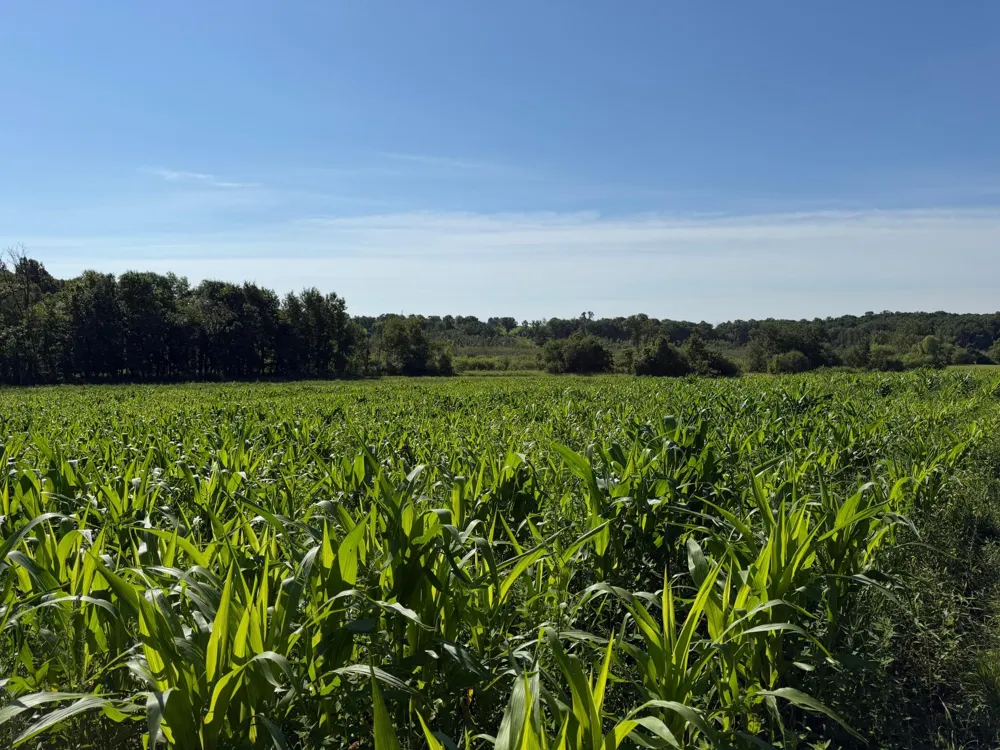 TBD 215th Avenue Long Prairie, MN 56347
