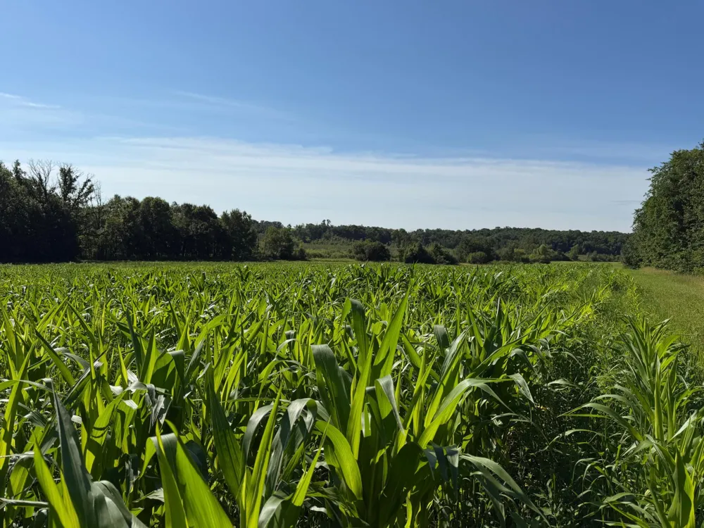 TBD 215th Avenue Long Prairie, MN 56347