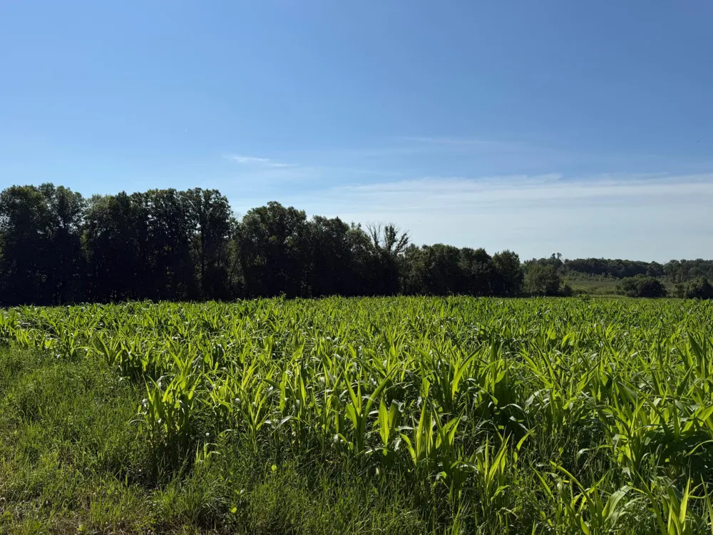 TBD 215th Avenue Long Prairie, MN 56347