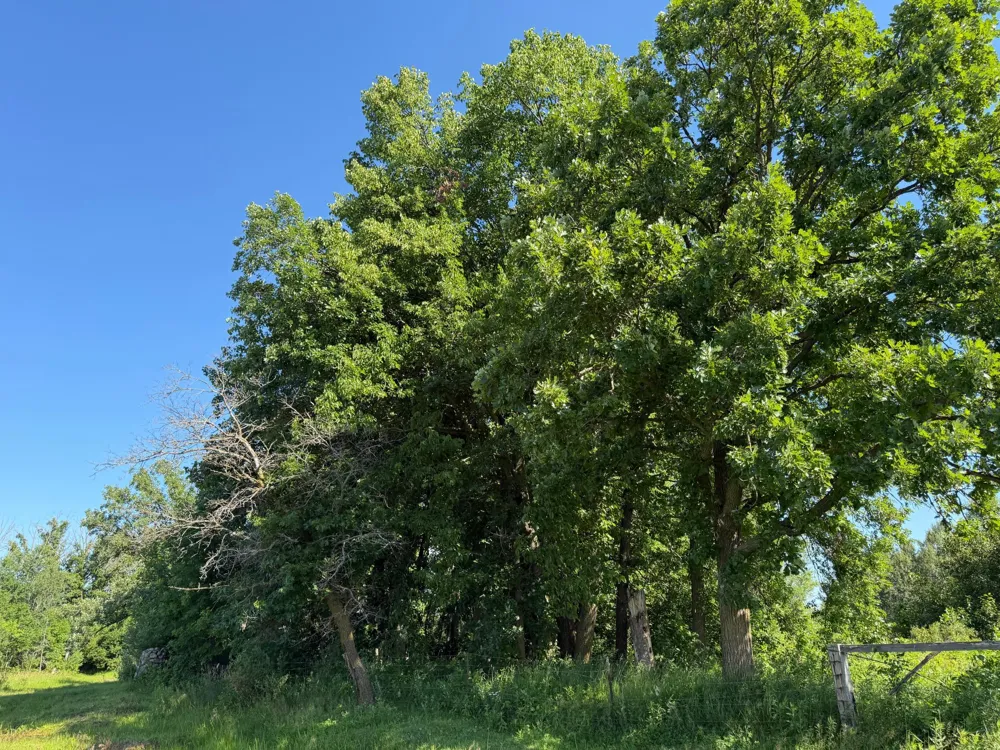 TBD 215th Avenue Long Prairie, MN 56347