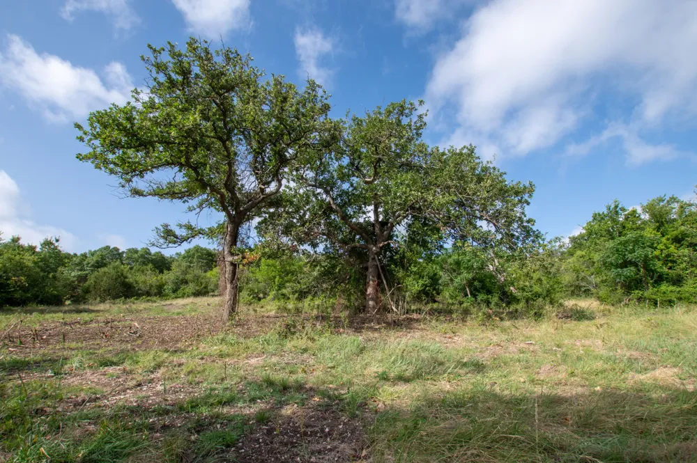 101 Fm-1047 Hamilton, TX 76880