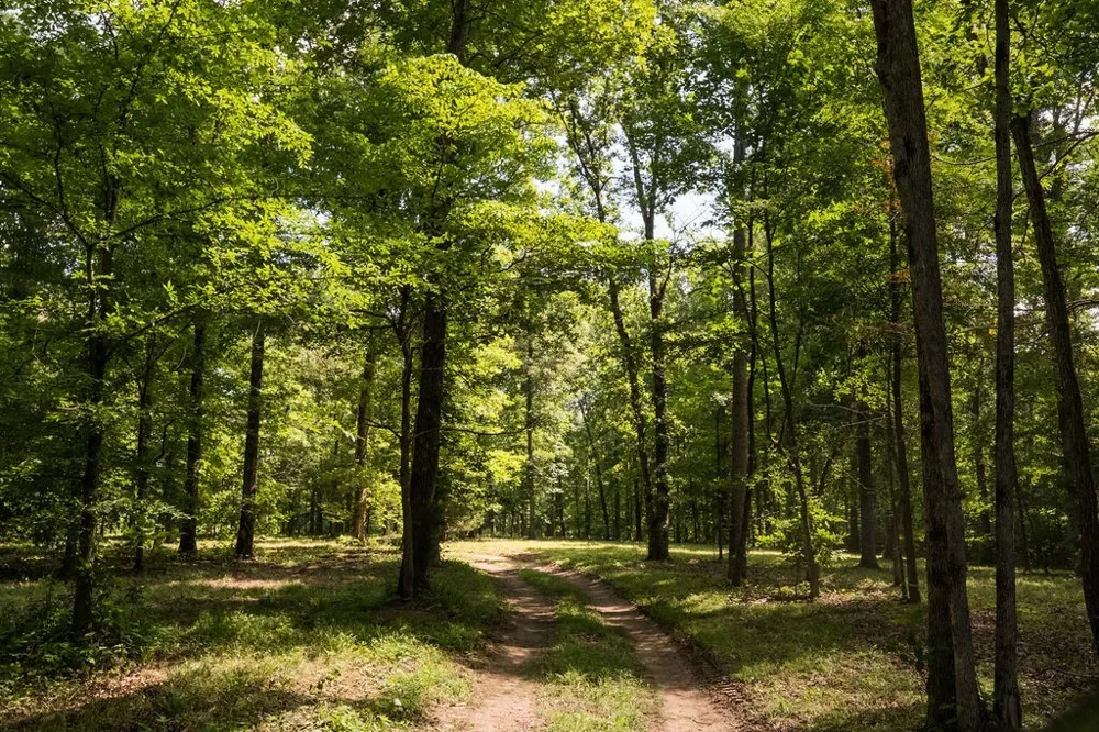 0 Shoals Branch Rd Primm Springs, TN 38476
