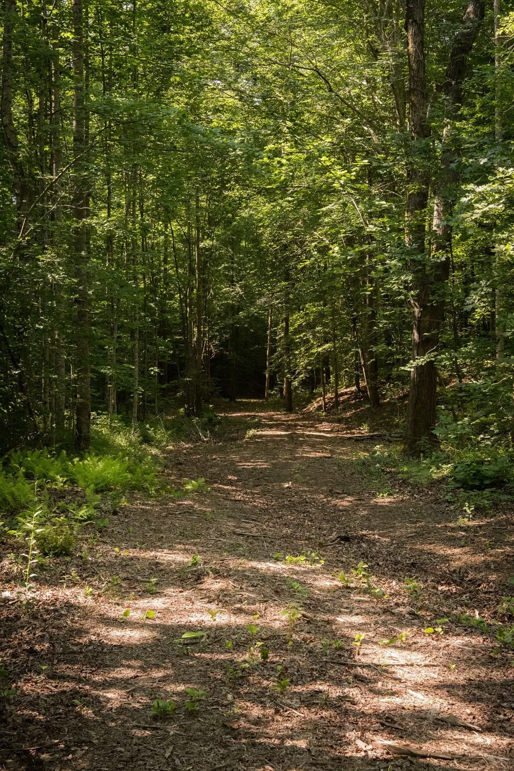 0 Shoals Branch Rd Primm Springs, TN 38476