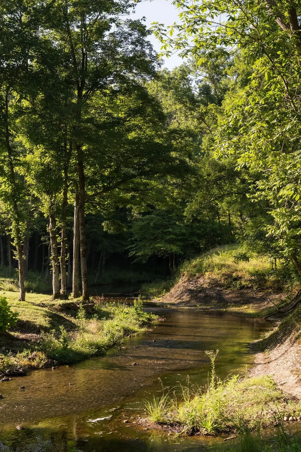 0 Shoals Branch Rd Primm Springs, TN 38476