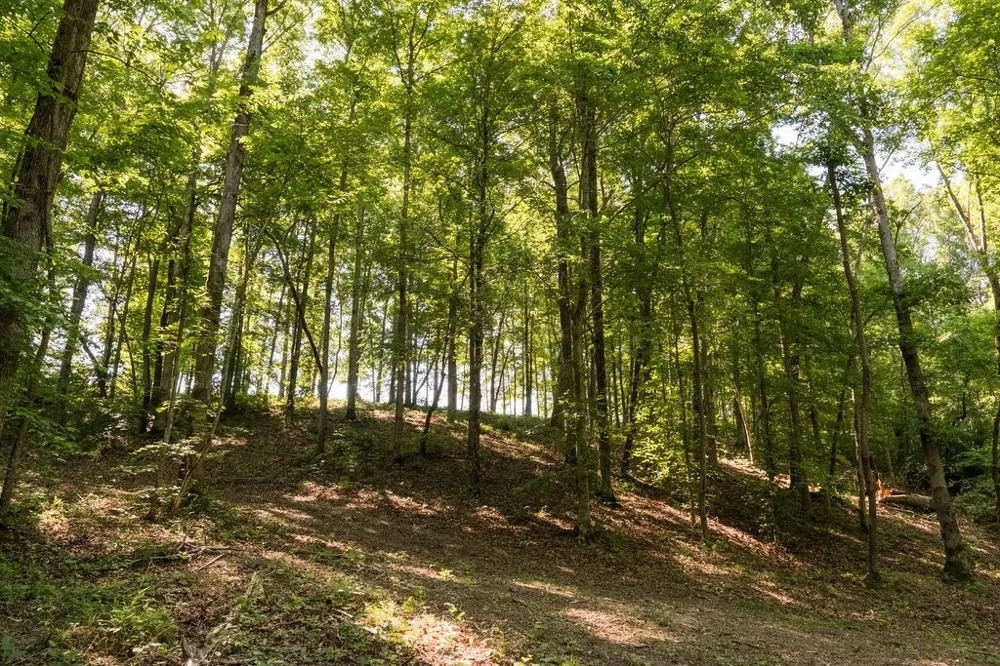 0 Shoals Branch Rd Primm Springs, TN 38476