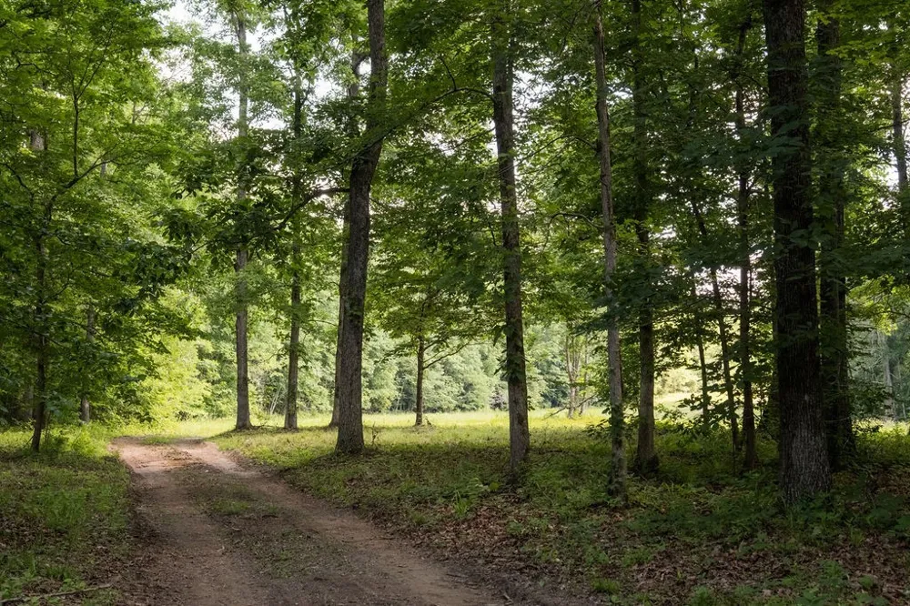 0 Shoals Branch Rd Primm Springs, TN 38476