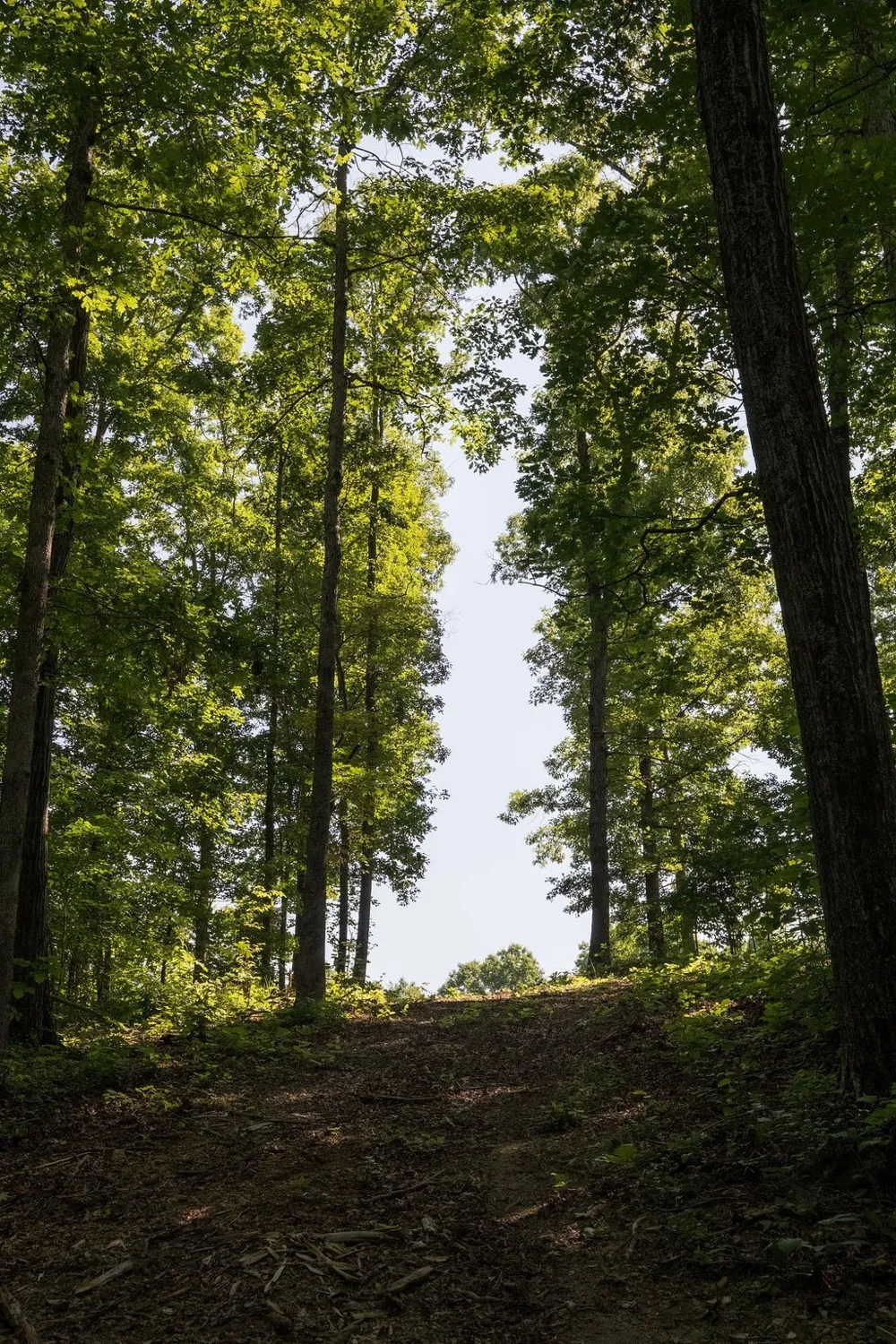 0 Shoals Branch Rd Primm Springs, TN 38476
