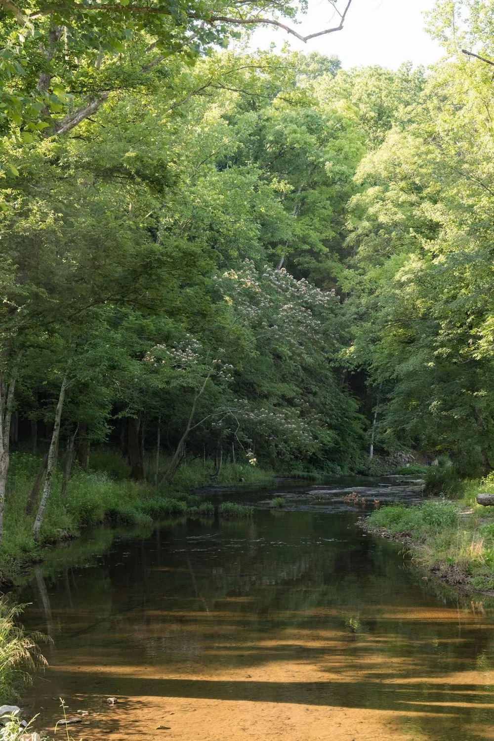 0 Shoals Branch Rd Primm Springs, TN 38476