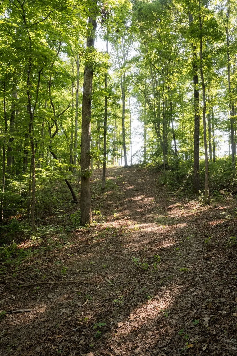 0 Shoals Branch Rd Primm Springs, TN 38476
