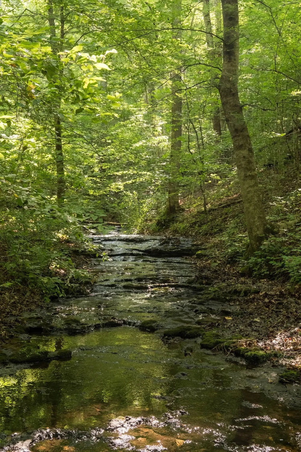0 Shoals Branch Rd Primm Springs, TN 38476