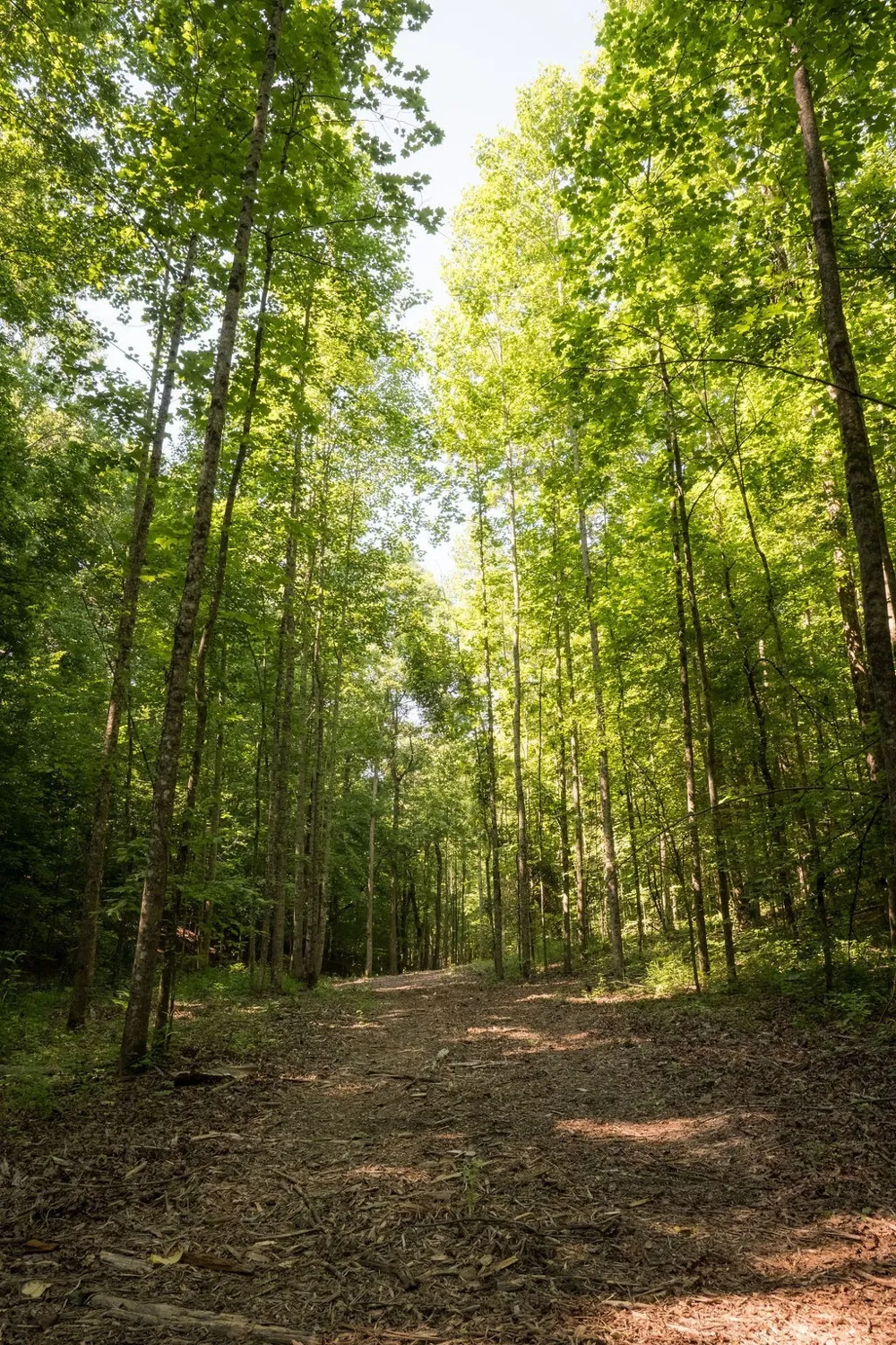 0 Shoals Branch Rd Primm Springs, TN 38476