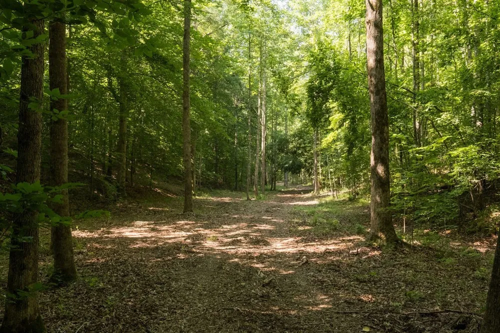 0 Shoals Branch Rd Primm Springs, TN 38476