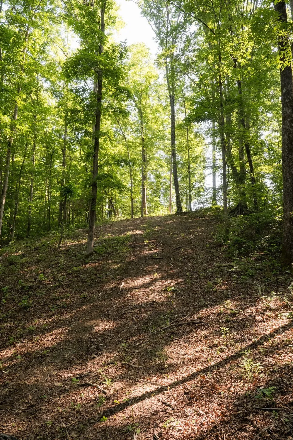 0 Shoals Branch Rd Primm Springs, TN 38476