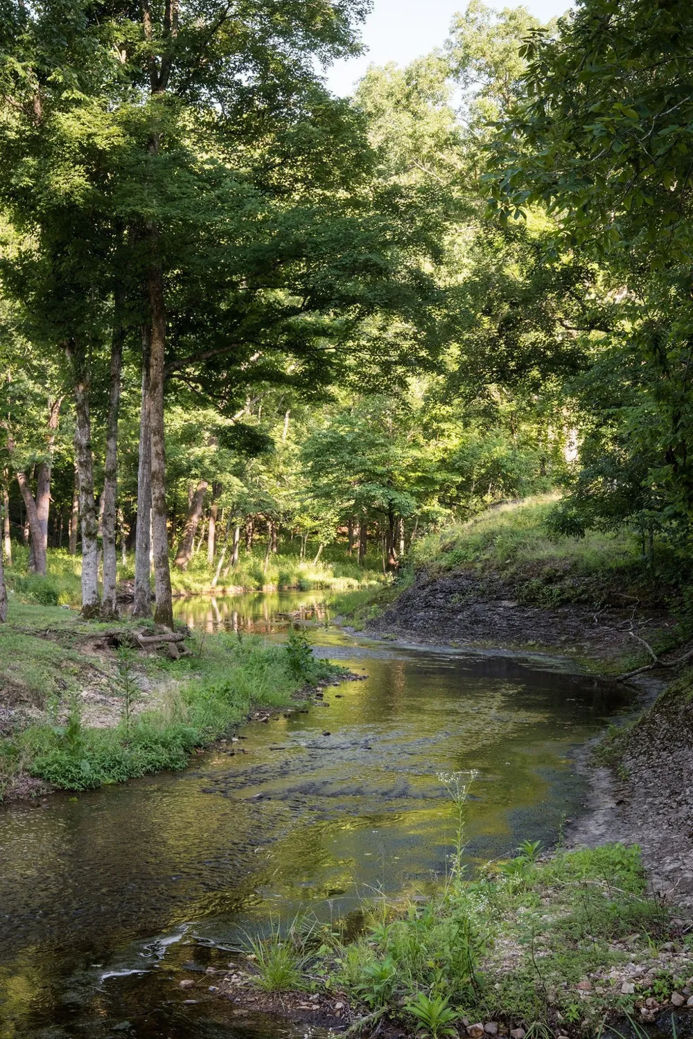 0 Shoals Branch Rd Primm Springs, TN 38476
