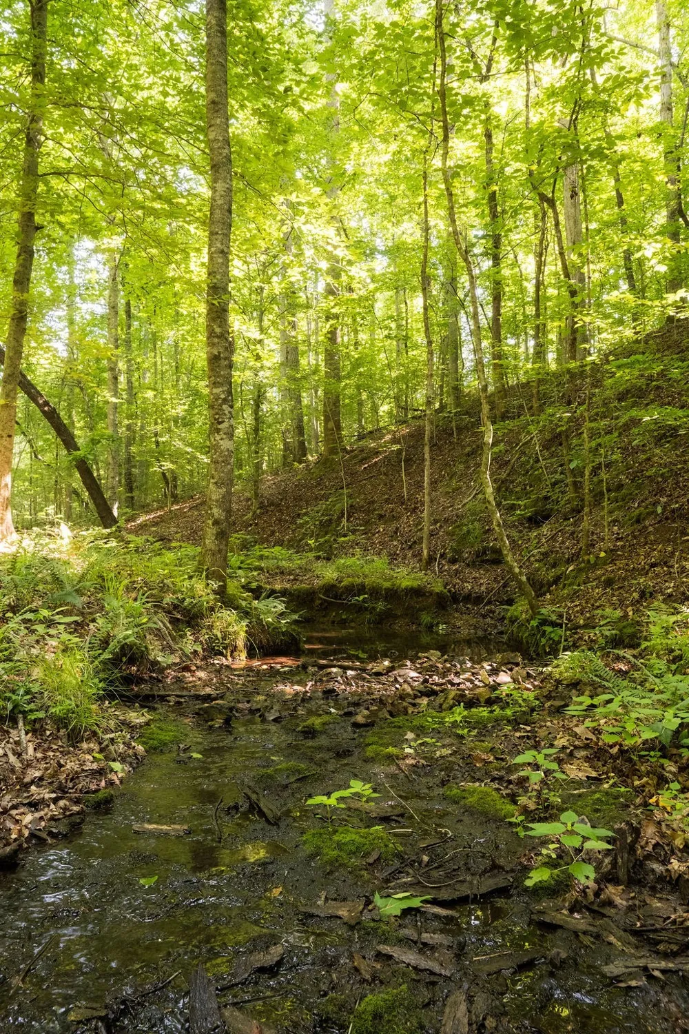 0 Shoals Branch Rd Primm Springs, TN 38476