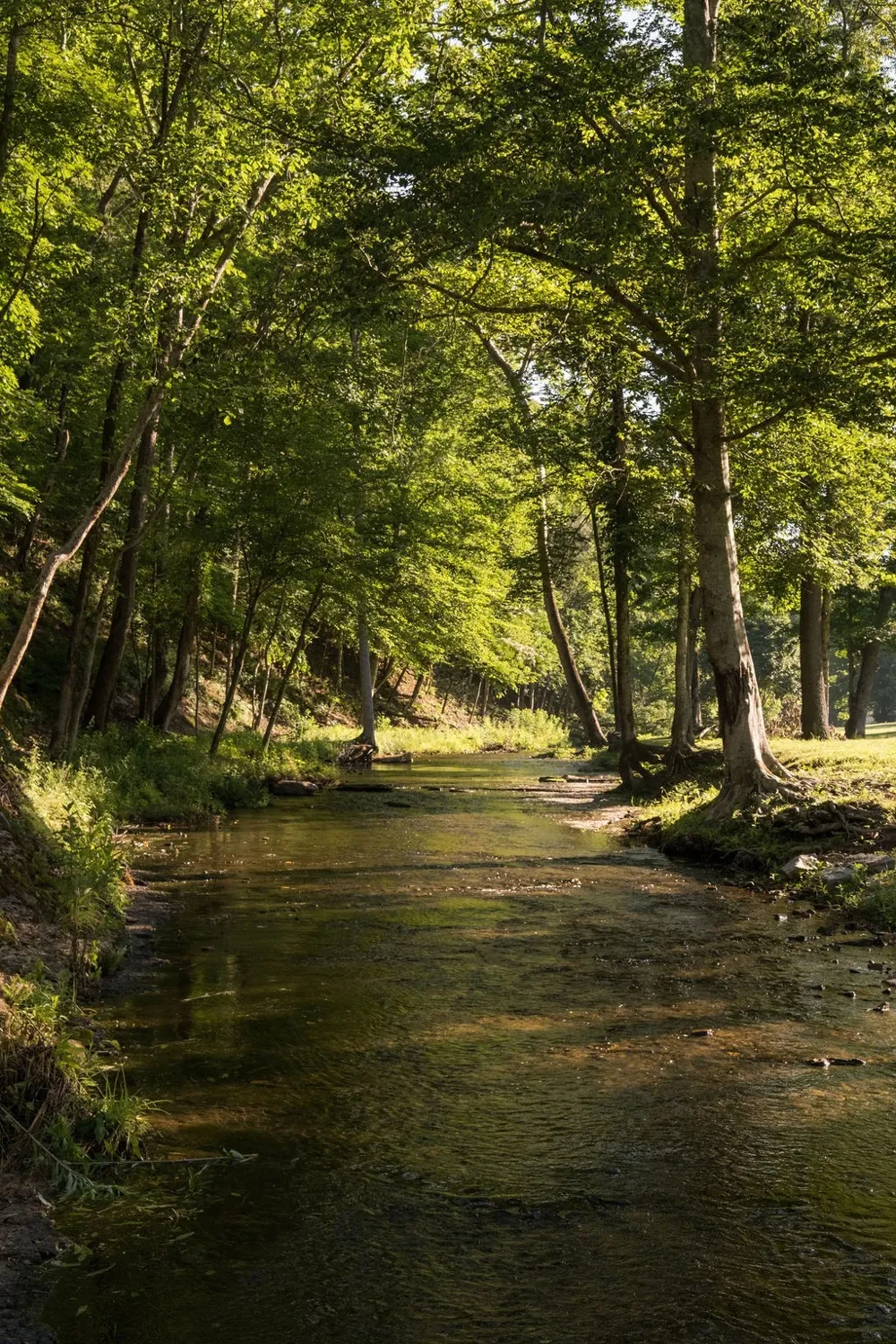 0 Shoals Branch Rd Primm Springs, TN 38476