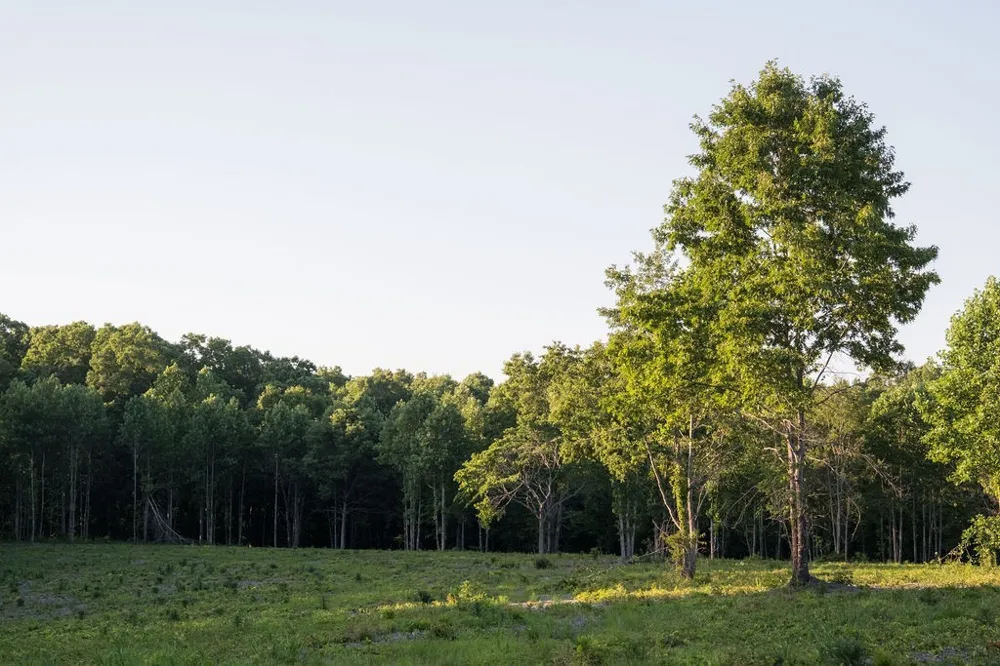 0 Shoals Branch Rd Primm Springs, TN 38476