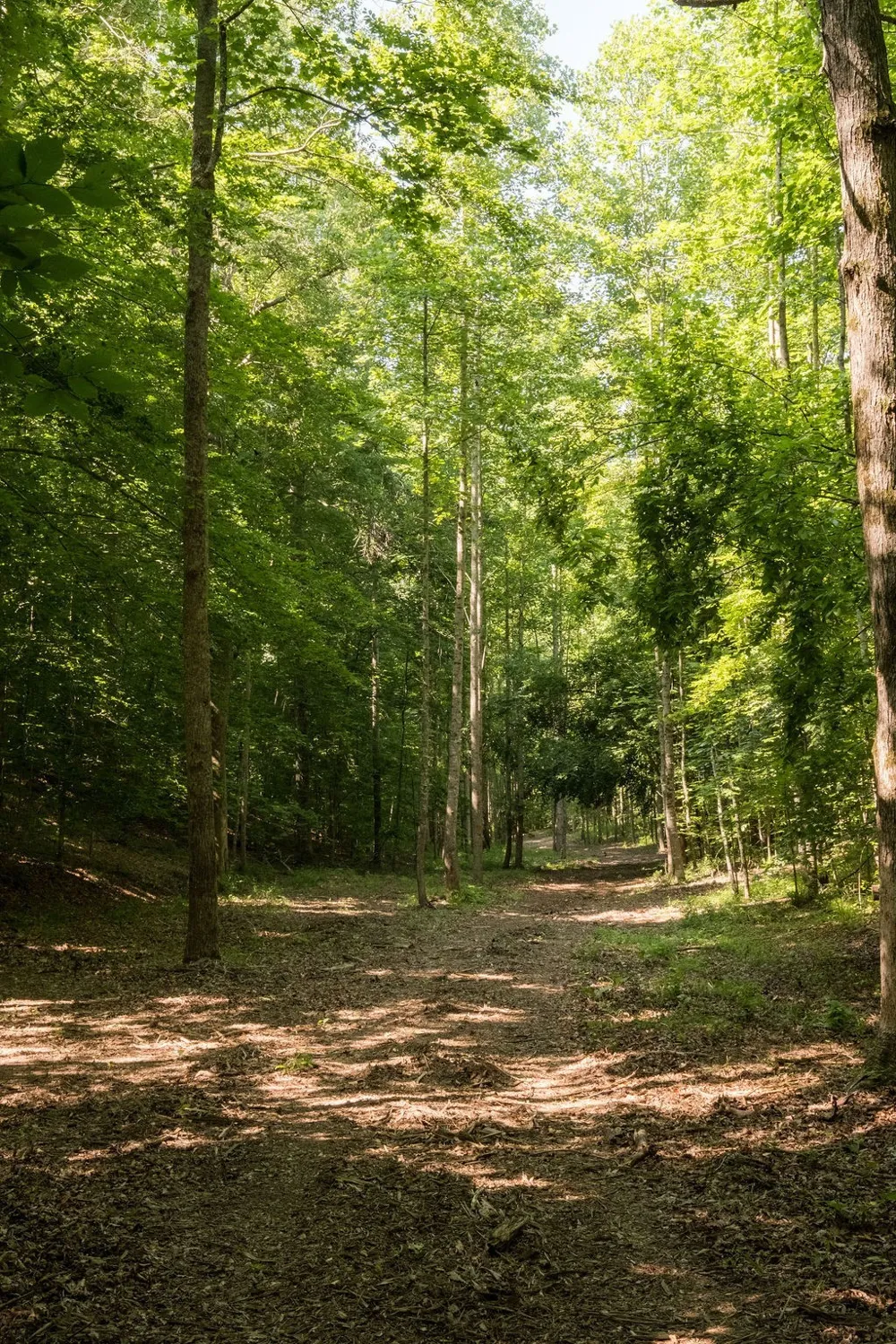 0 Shoals Branch Rd Primm Springs, TN 38476