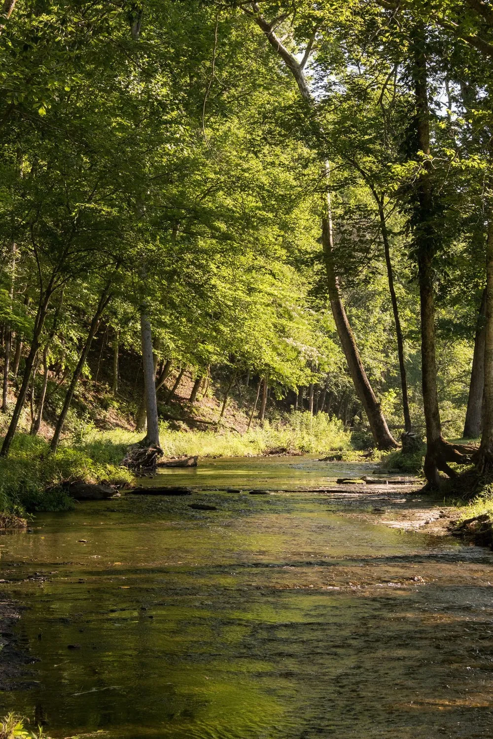 0 Shoals Branch Rd Primm Springs, TN 38476