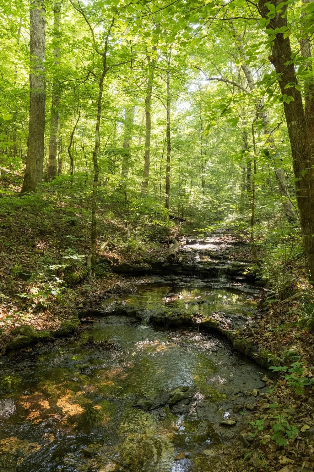 0 Shoals Branch Rd Primm Springs, TN 38476