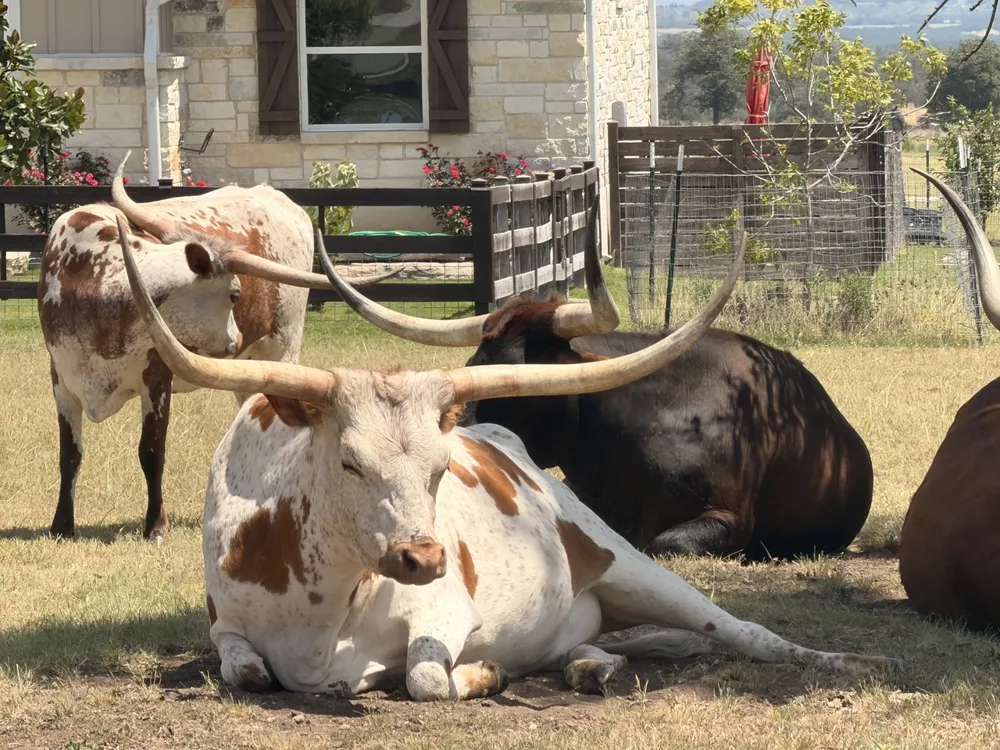 52 Axis Circle Fredericksburg, TX 78624