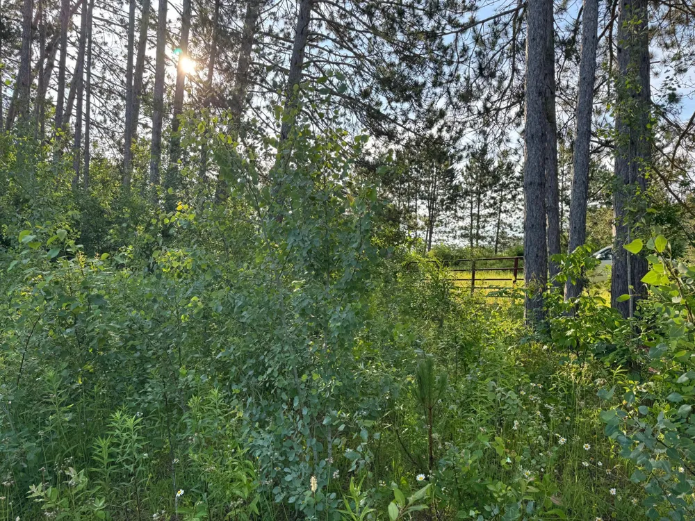 TBD-1 Riverside Road Moose Lake, MN 55767