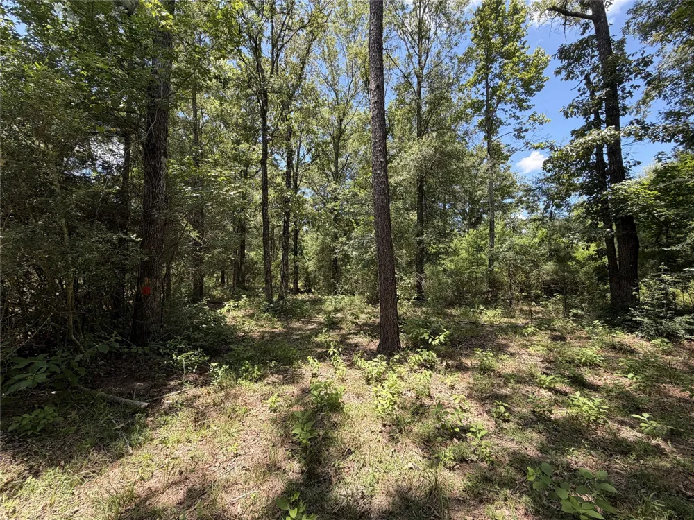 6572 S FM 31 Carthage, TX 75633