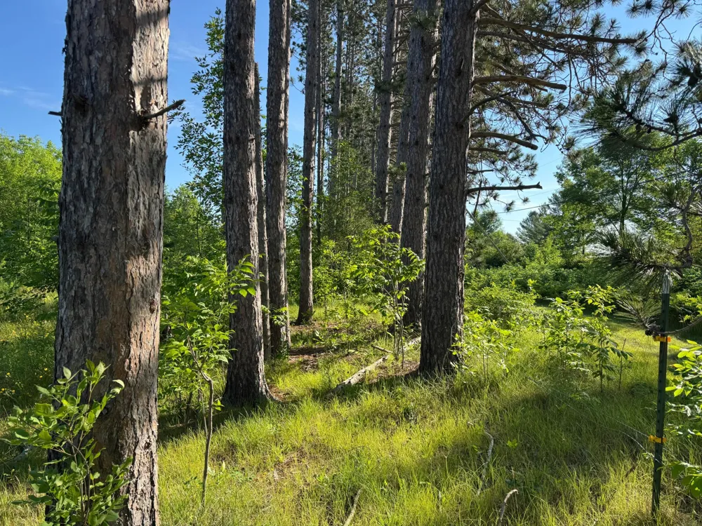TBD-2 Riverside Road Moose Lake, MN 55767