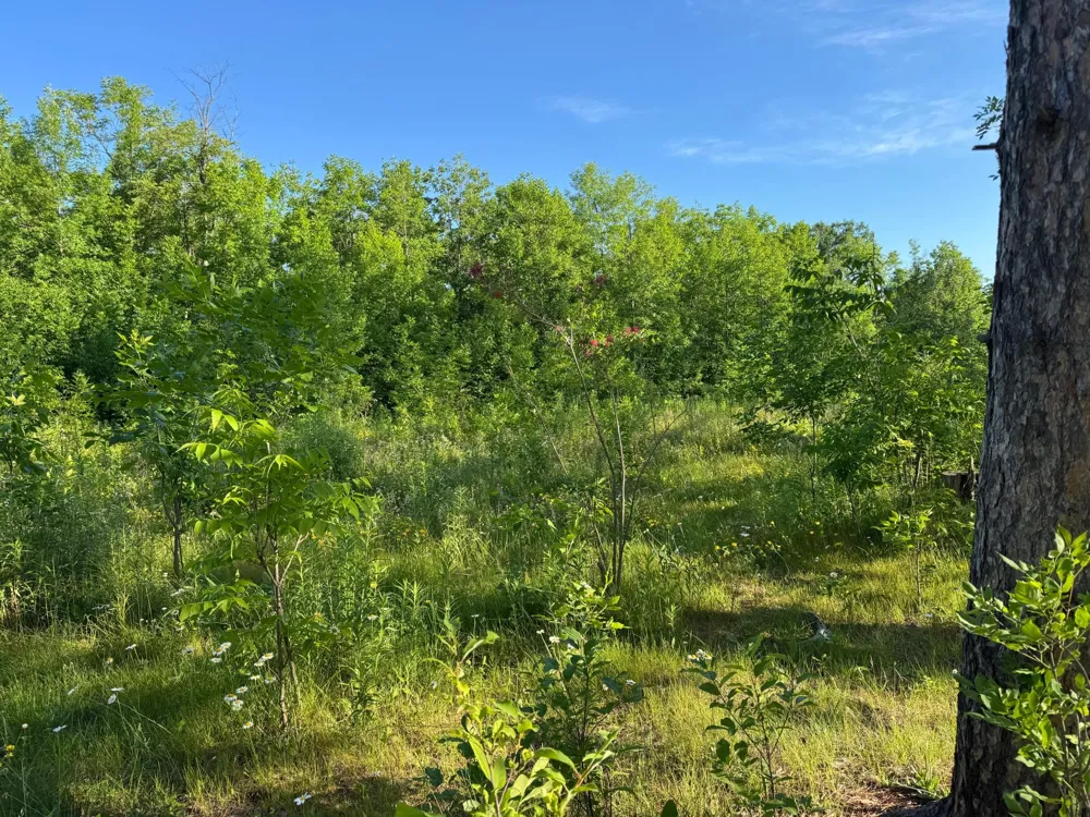 TBD-2 Riverside Road Moose Lake, MN 55767
