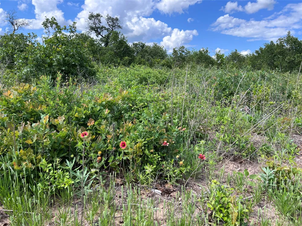 Live Oak Trail Clyde, TX 79510