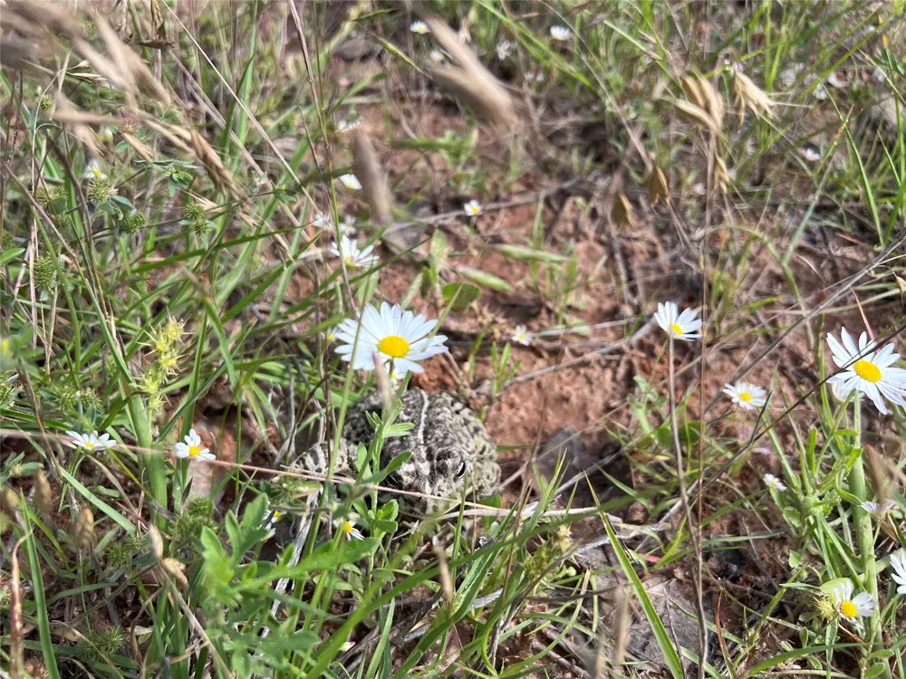 Live Oak Trail Clyde, TX 79510