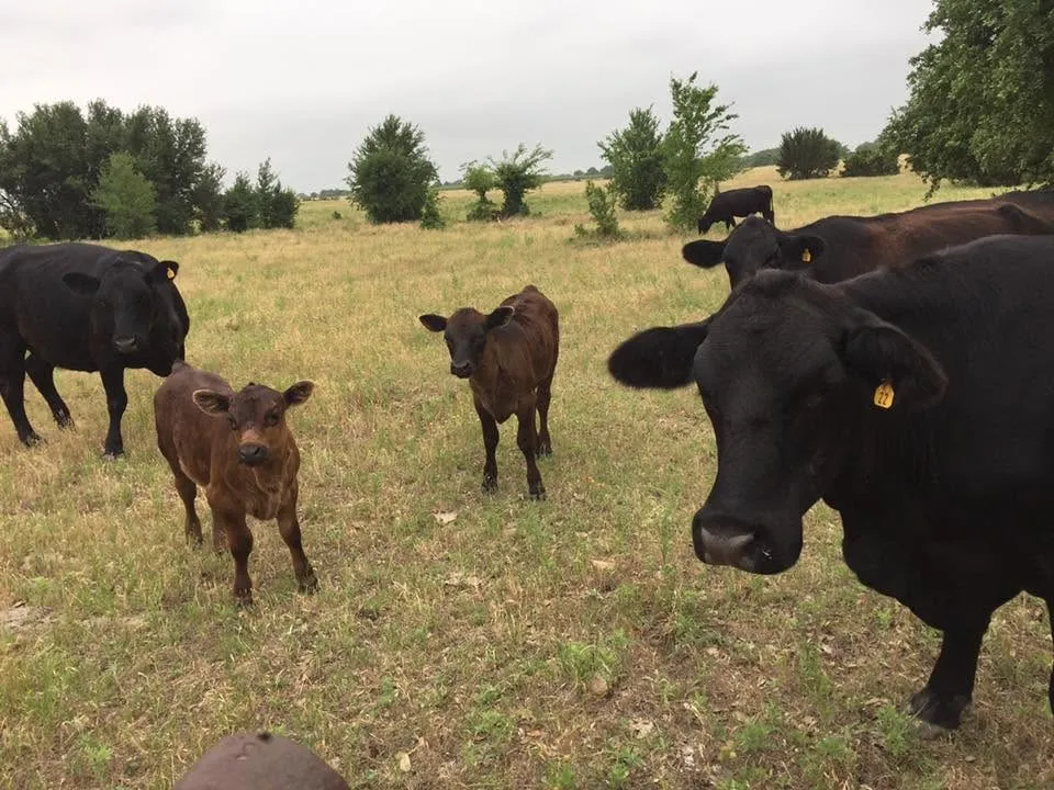 10723 County Road 539 Hico, TX 76457