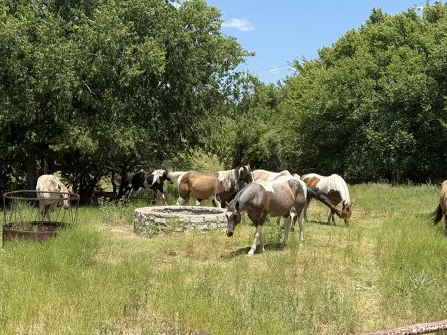 10723 County Road 539 Hico, TX 76457