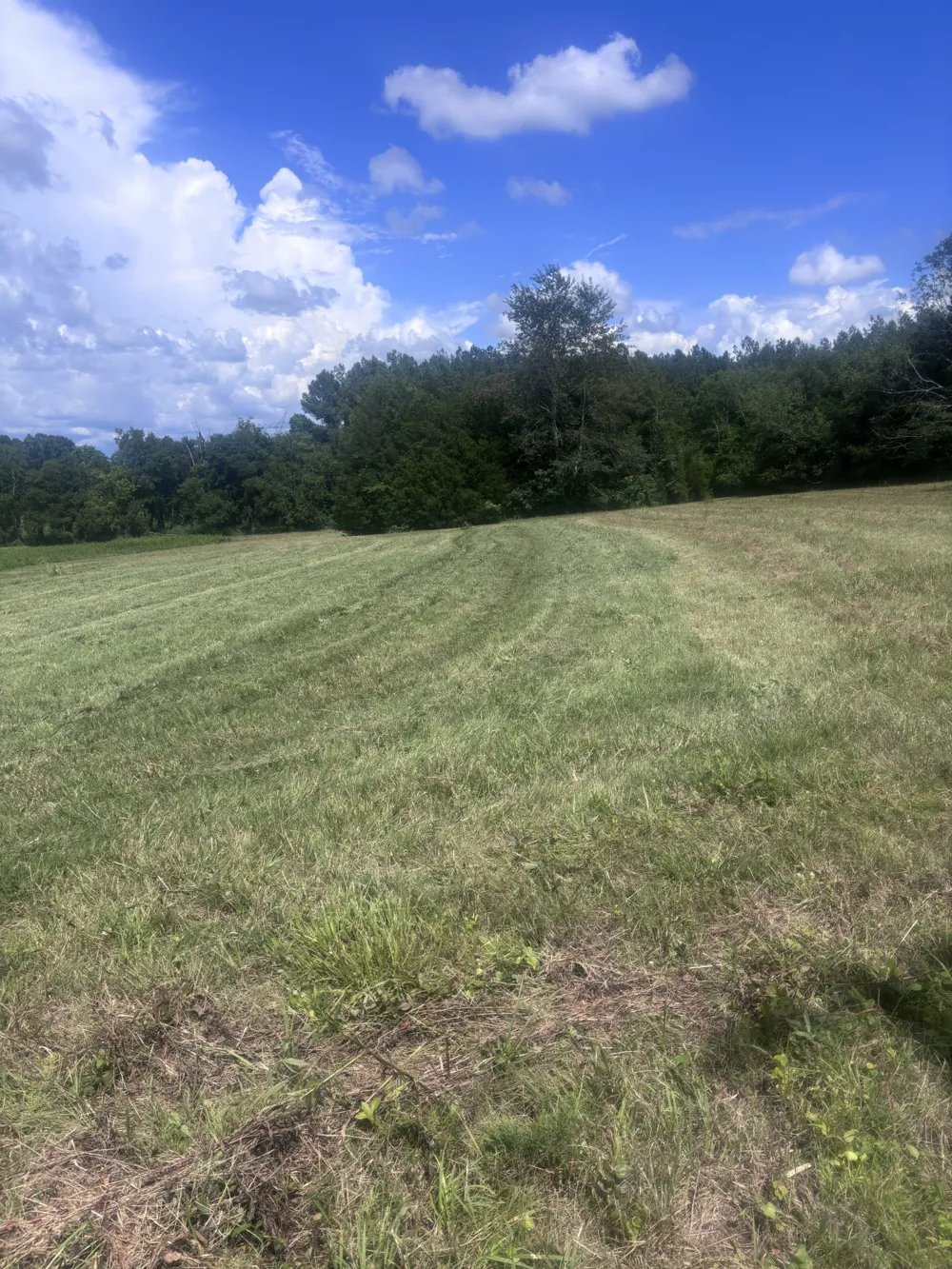 152 Osteen Ln Chapel Hill, TN 37034