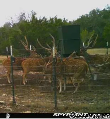 0 0 Rocksprings, TX 78880