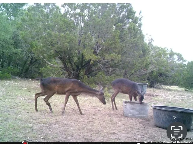 0 0 Rocksprings, TX 78880