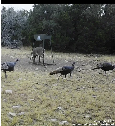 0 0 Rocksprings, TX 78880
