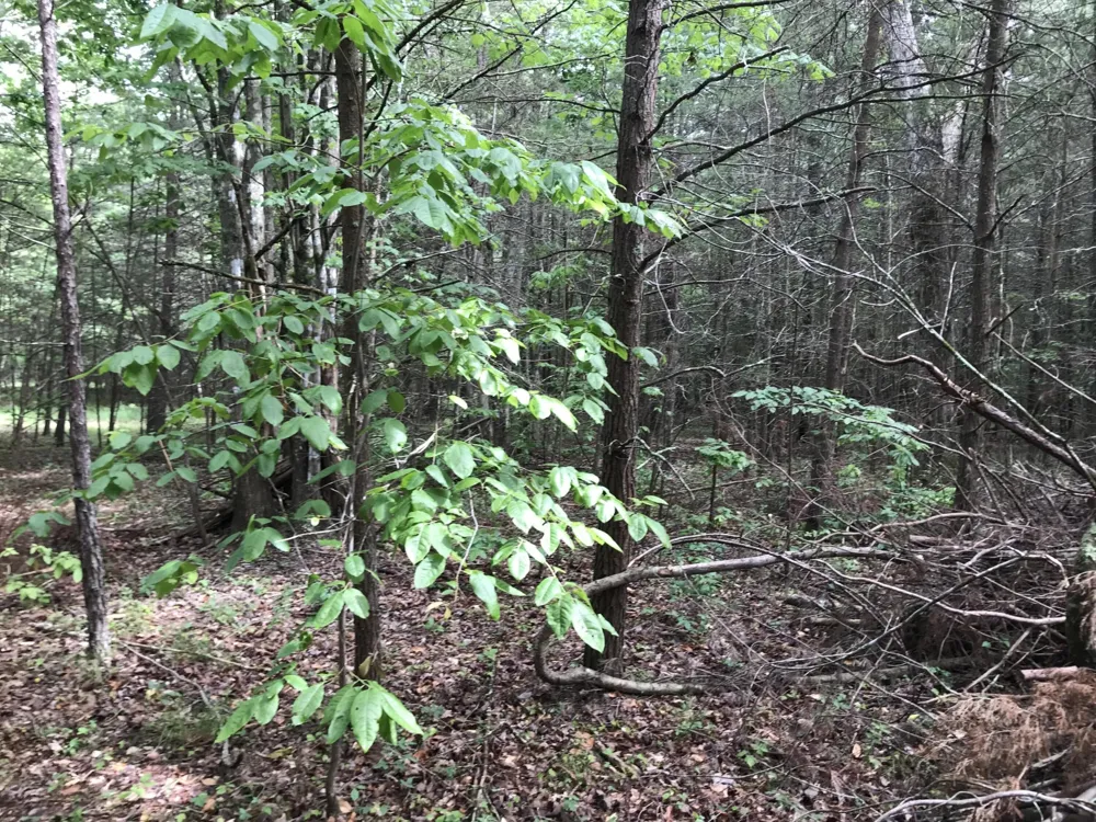 0 Quail Trl Dunlap, TN 37327