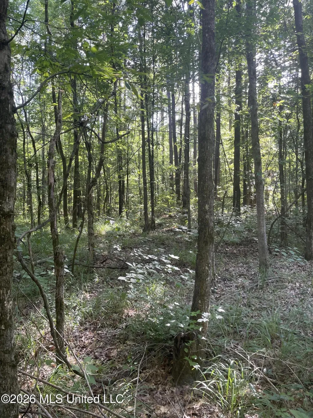 444 Jims Road Lena, MS 39094