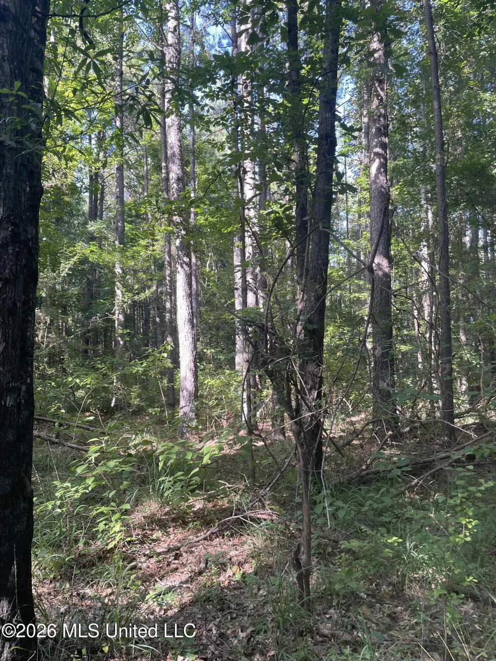 444 Jims Road Lena, MS 39094