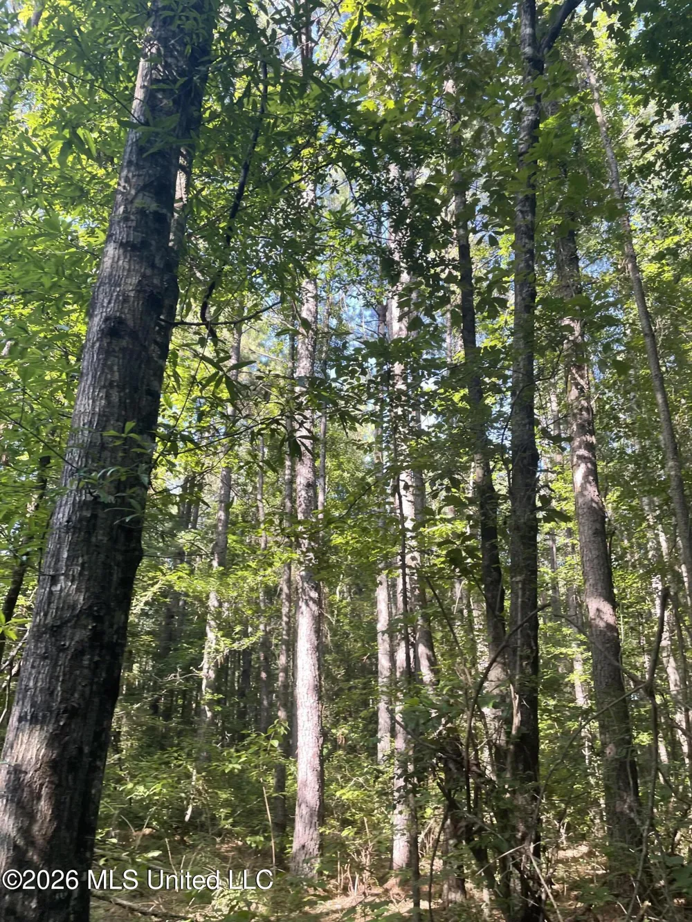 444 Jims Road Lena, MS 39094