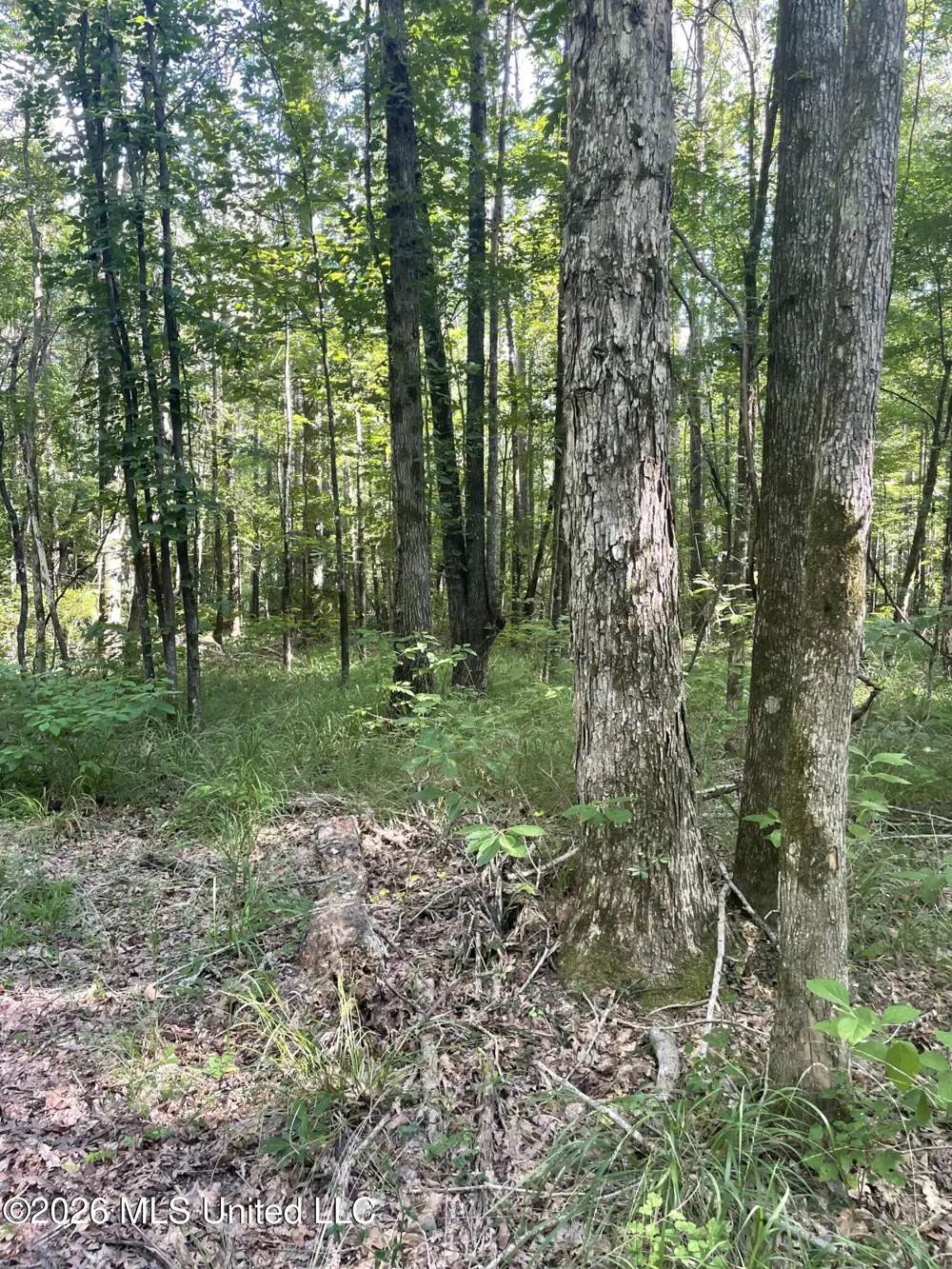444 Jims Road Lena, MS 39094