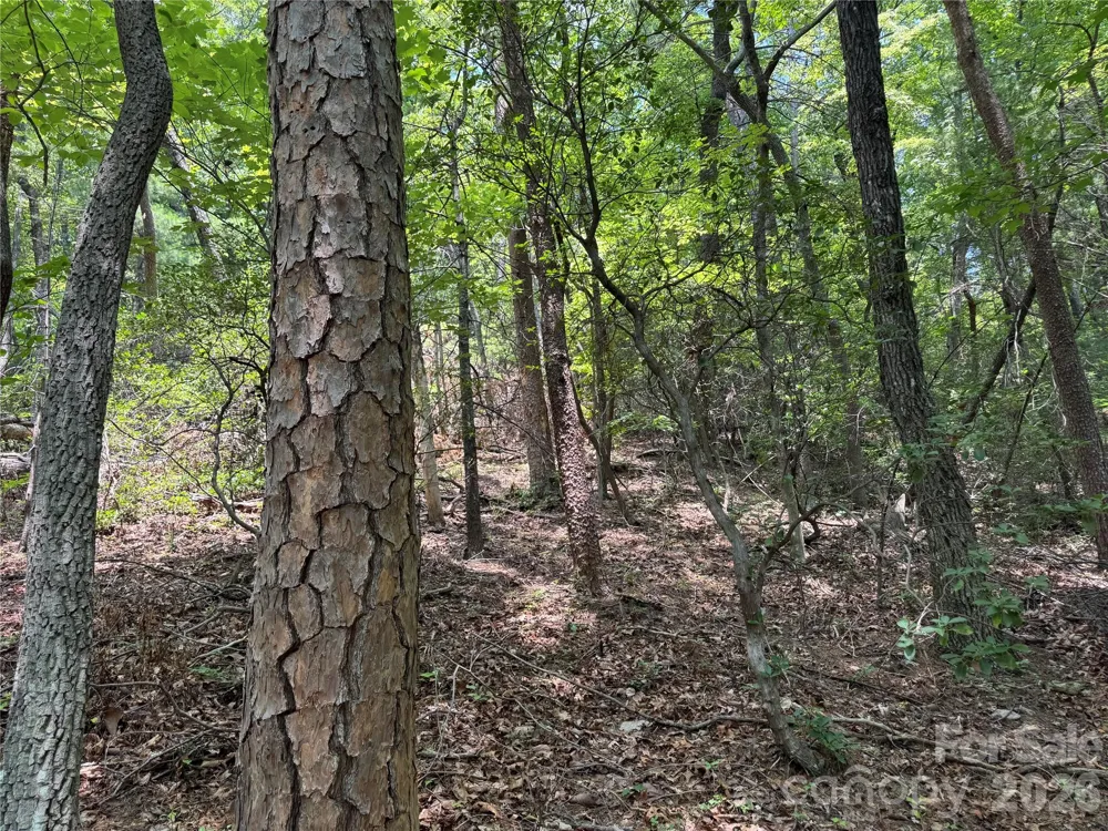 Lot 23 Bear Track Lane #23 Lenoir, NC 28645